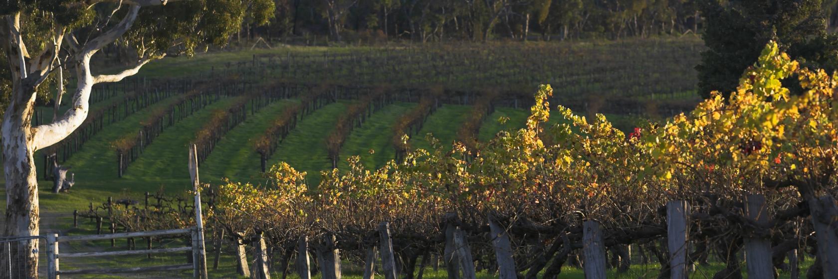 Barossa Valley, South Australia Hotels