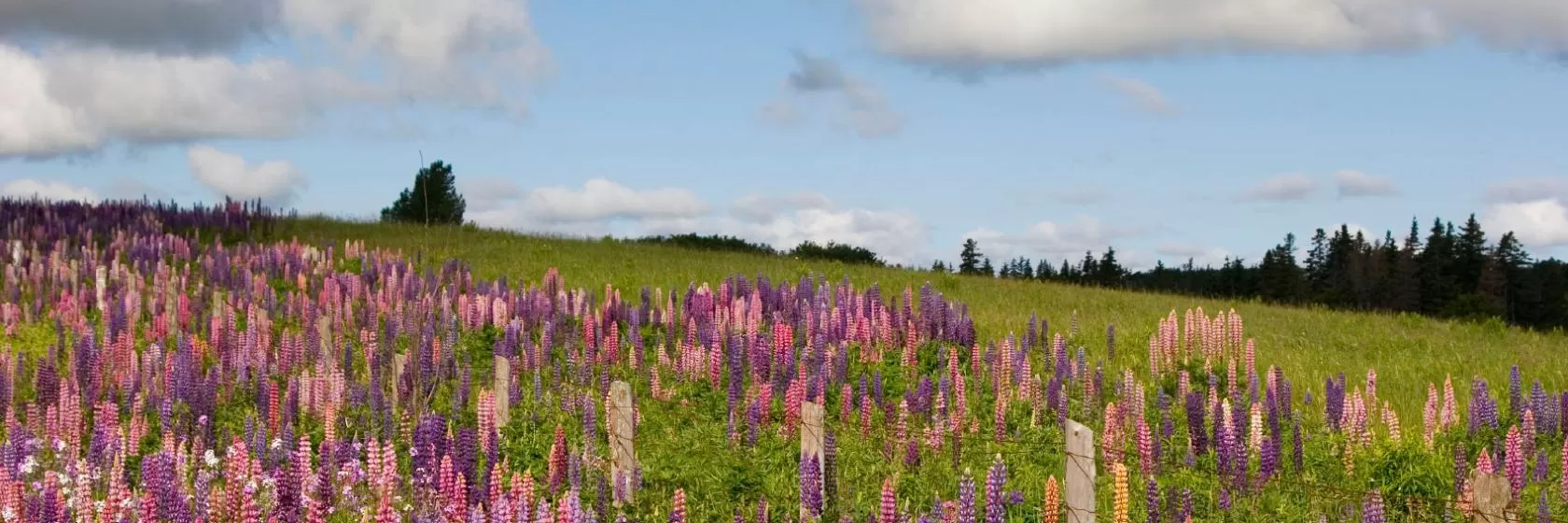 Rustico, Prince Edward Island Hotels