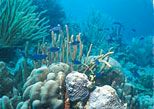 ALL Aruba Tours, Travel & Activities