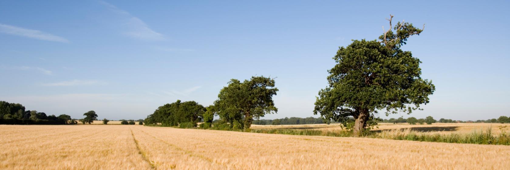 Cranfield, Bedfordshire