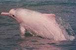 Hong Kong Pink Dolphin Watching Cruise