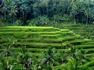 ALL Ubud Hotels, Villas & Accommodation, Indonesia