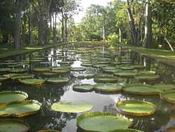 Sir Seewoosagur Ramgoolam Botanical Garden