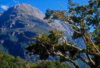 Fiordland National Park, South Island, New Zealand
