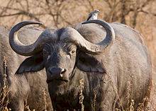 African Buffalo, Kruger National Park