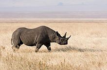 Black Rhinoceros, Kruger National Park, South Africa