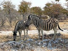 Burchell's Zebra, Kruger National Park, South Africa