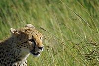 Cheetah, Kruger National Park, South Africa