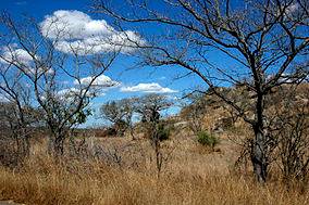 Discover Kruger National Park