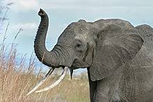 Elephants, Kruger National Park