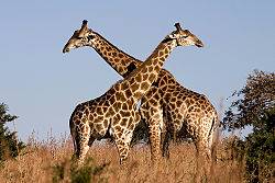 Giraffe, Kruger National Park, South Africa