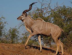 Greater Kudu, Kruger National Park, South Africa