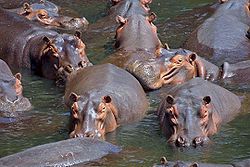 Hippopotamus, Kruger National Park, South Africa