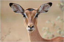 Impala, Kruger National Park, South Africa