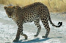 Leopard, Kruger National Park, South Africa