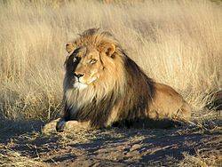 Lions, Kruger National Park
