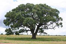 Marula, Kruger National Park, South Africa