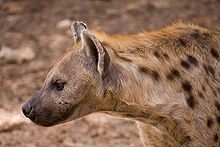 Spotted Hyena, Kruger National Park, South Africa