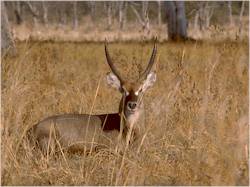 Waterbuck, Kruger National Park, South Africa