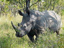 White Rhinoceros, Kruger National Park, South Africa