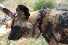 African Wild Dog, Kruger National Park, South Africa
