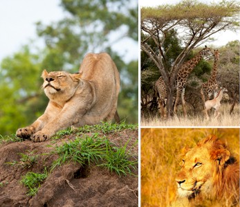 Kruger National Park Day Safaris, Travel to South Africa