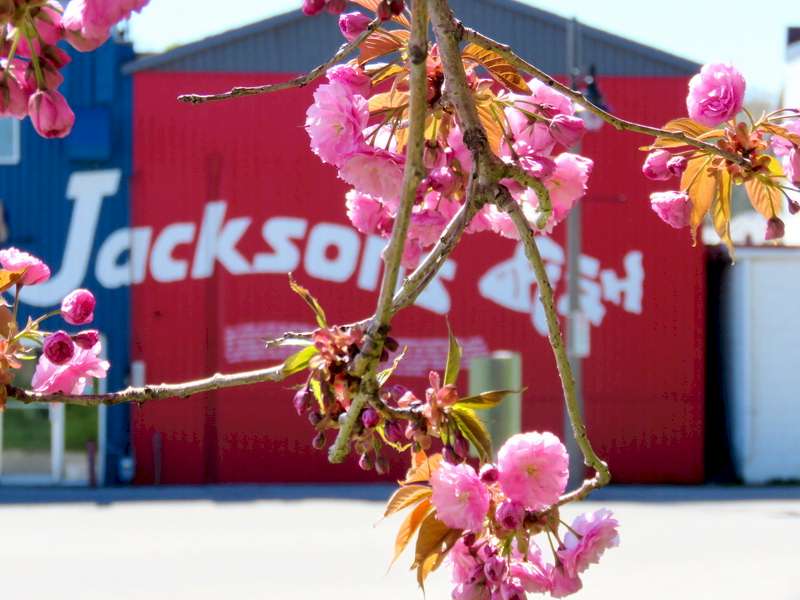 Jacksons Fish Market, Port Stanley Shops